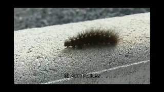 Silly insect falls off a cliff