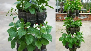 Turn Plastic Bottles Into An Automatic Watering Garden That Grows Vegetables Easily