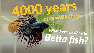 4000 Years of Domestication: What Have We Done to Betta Fish?