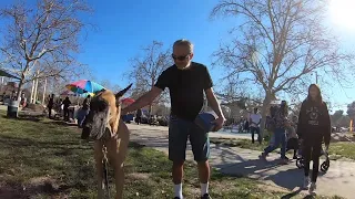 Cash 2.0 Great Dane at Lake Balboa (part 1)