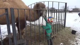 Доцент, а он не ложится.