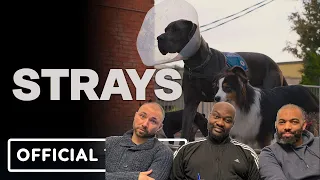 STRAYS Trailer (2023) Isla Fisher, Will Ferrell, Jamie foxx comedy movie