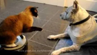 Cat on Roomba Swats Dog PitBull Sharky. Cat VS Dog I TexasGirly1979