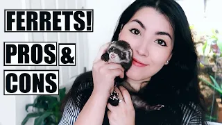 Ferrets As Pets