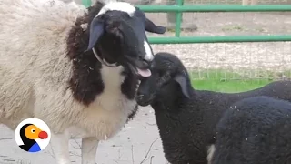 Mother Lamb Reunited With Her Babies | The Dodo