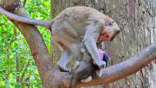 Bad day! Young female monkey look so sad and kidnap baby monkey