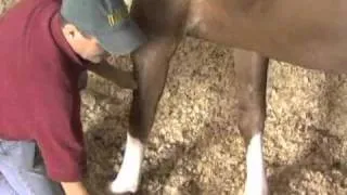 Horse Massage: Scapula Release Technique using the Masterson Method®