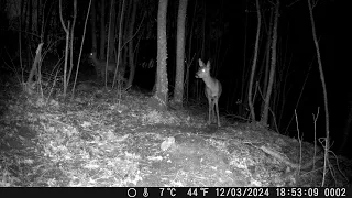 3 caprioli nel bosco 4K