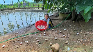 Poor girl harvests duck eggs to sell. Buy more food for lala