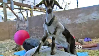 Grazing Goats Join Yoga Class In SF Bayview