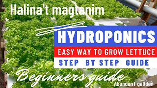 Paano Magtanim Ng Lettuce Sa Hydroponics: Easy Steps and Complete Guide || @AbundanT gaRden