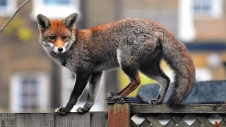 Meet The Foxes (2007) - Urban Fox Documentary (FULL)