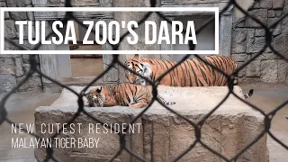 Tulsa Zoo's Dara the Malayan Tiger Cub