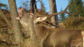 Viaţa sălbatică în munţii Bucovinei TOAMNA - Wildlife in bukovina's mountains during AUTUMN