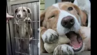 животные ДО и ПОСЛЕ приюта Animals before and after adoption