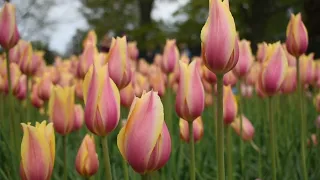 Most Beautiful Tulip Flowers Hd Video Compilation With Calm And Relaxing Music On Social Voice