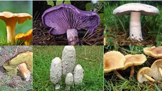 9 champignons comestibles à cueillir sans crainte