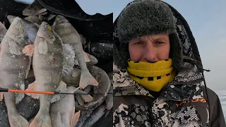 Попал на КРУПНОГО ОКУНЯ  Зимняя ловля окуня на Псковском озере