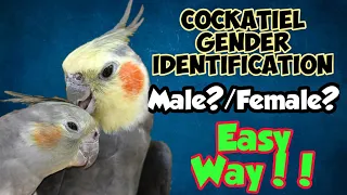 Cockatiels Gender Identification || Cockatiel Gender difference || Cockatiels Male or Female