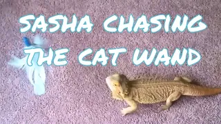 Sasha Chasing Cat Wand | 2018