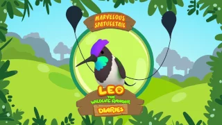 Marvellous Spatuletail - Leo The Wildlife Ranger Animal Diaries | Animal Facts for Kids