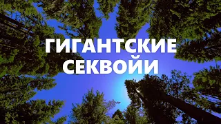 Национальный Парк Секвойя | Настоящая Калифорния | Путешествия по Америке