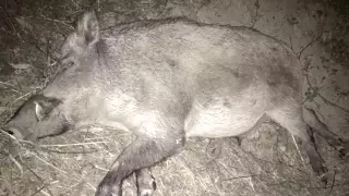 Охота на кабана ночью видео записано на прицел X-Sight 2 HD