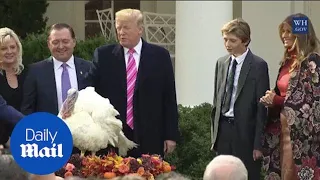 President Trump participates in annual Thanksgiving turkey pardon - Daily Mail