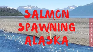 Salmon Spawning August 2020 Valdez, Alaska