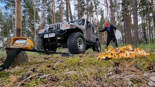 ПЕРВЫЕ НАХОДКИ с МЕТАЛЛОИСКАТЕЛЕМ  мне ПОВЕЗЛО.  много грибов, МОНЕТЫ, ПАТРОНЫ, МИНА?