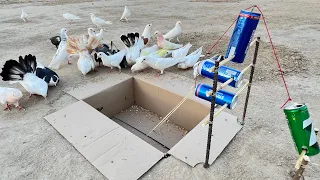 Amazing Pigeon Trap Using Teen peack And Cardboard | Birds Trap Ideas | @qbtraps