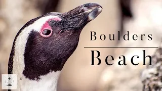 Boulders Beach: a Penguin Colony in South Africa