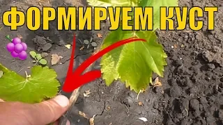 Формировка двухлетнего куста винограда.