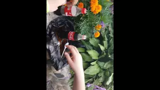 Эксперементы с Coca-Cola