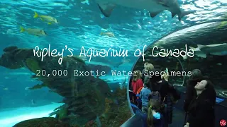 4K Ripley's Aquarium of Canada | Toronto | 5.7 Million Litres | 20,000 Exotic Water Specimens