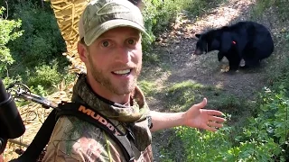 Black Bear Hunting / Best Archery Heart Shot Ever!