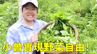 Wild vegetables grow wildly in the mother's mountain. Xiao Zeng has completely realized the freedom