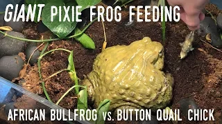 My Giant African Bullfrog Eats a QUAIL!