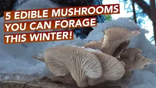 5 Edible Mushrooms You Can Forage This Winter