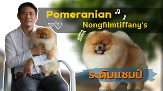 Top Dog Cat | สุนัขสายพันธุ์ Pomeranian : Nongfilmtiffany's