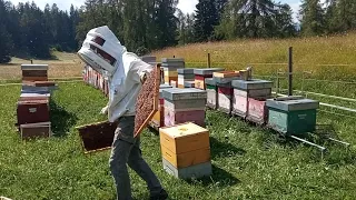 Messa a sciame abbinata ad asportazione della covata orfana