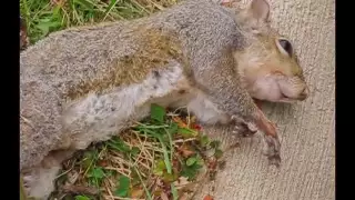 Squirrel Falls off Electric Pole After Biting Live Wire