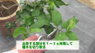 カンキツ類の接木方法