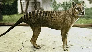 The Tragic Tale of the Tasmanian Tiger