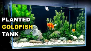 Aquascape Tutorial: PLANTED GOLDFISH Aquarium: The O'Ranchu Crew (How To: Full Step By Step Guide)