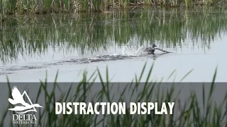 Distraction Display