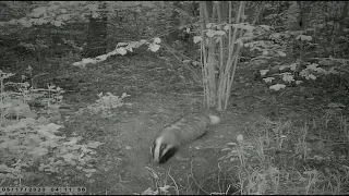 Фотоловушка у барсучьего городка. Результаты. Hunting camera near the badger's cave