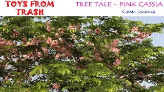 TREE TALE |  PINK CASSIA | Telugu