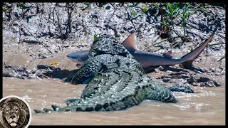 SALTWATER CROCODILE - Predatory Killer, Attacking Humans, Tigers and even White Sharks