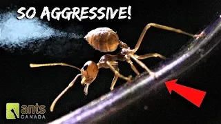 My New WEAVER ANTS Will Blow Your Mind